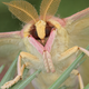 Illustration for article titled The Strange Cuteness of Insect Portraits